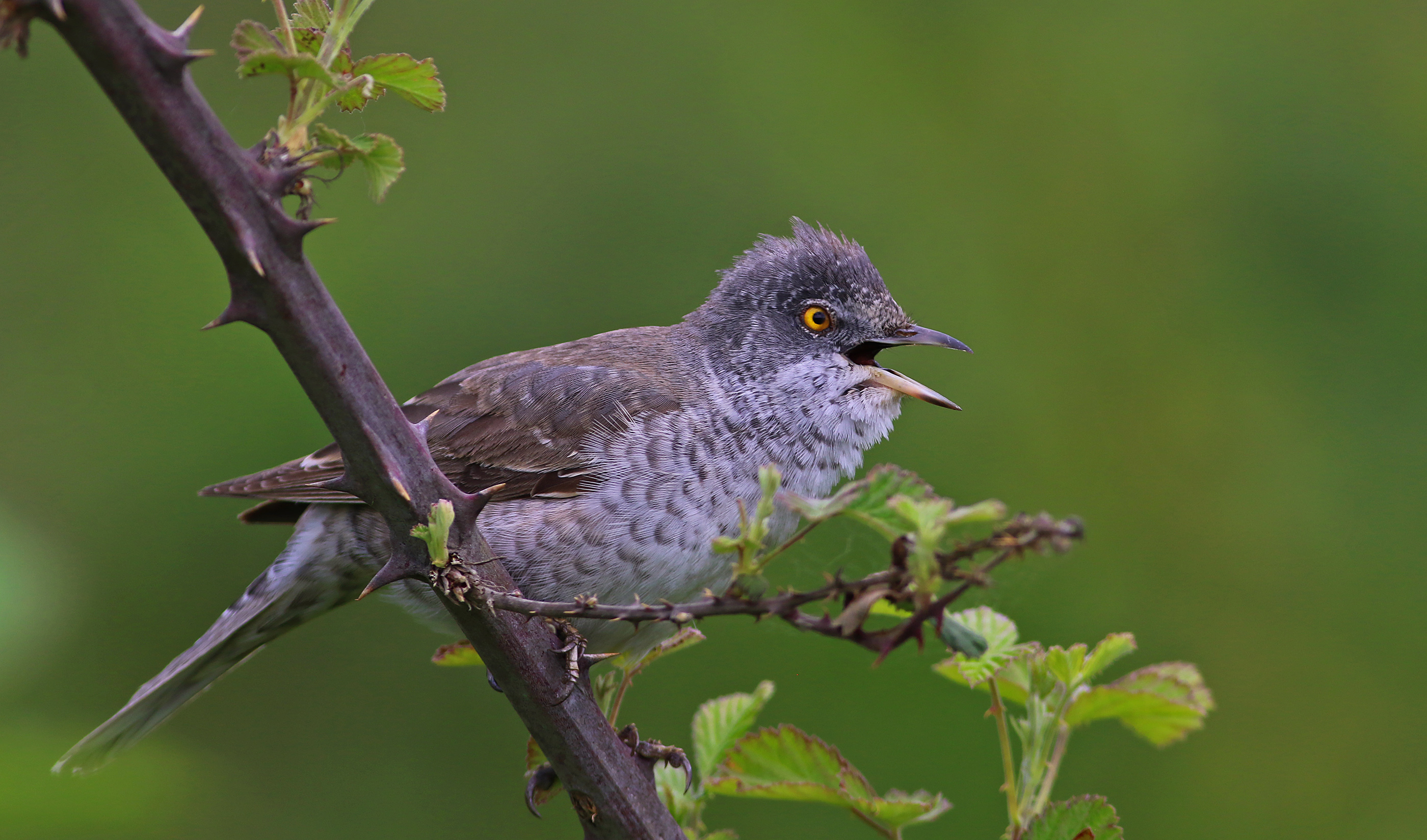 Barred Warbler